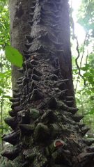 Mezoneuron cucullatum