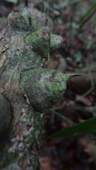 Mezoneuron cucullatum