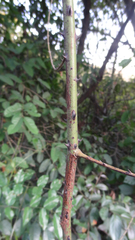 Mezoneuron cucullatum