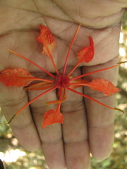 Bauhinia phoenicea