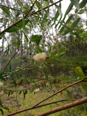 Pimelea ligustrina