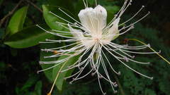 Capparis cleghornii