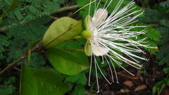Capparis cleghornii