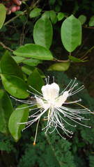 Capparis cleghornii