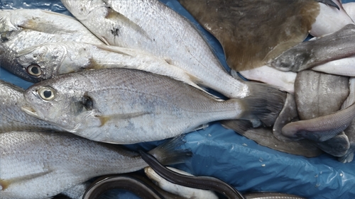 Silver croaker (Pennahia argentata) — Sciaenidae — 3