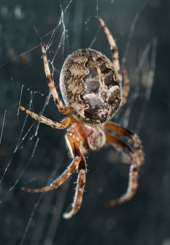 Ornamental Orbweaver