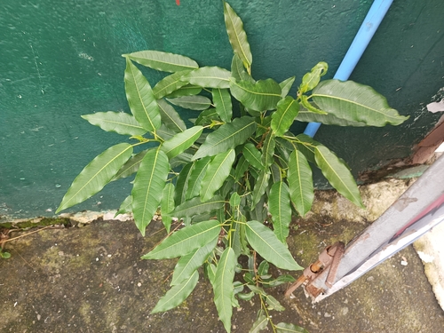 Neat Fig (Ficus concinna)