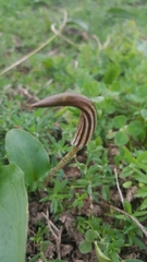 Arisarum