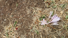 Colchicum hierosolymitanum