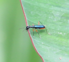 Neocollyris