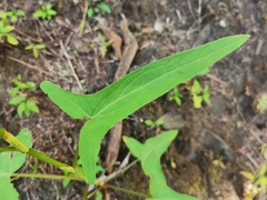Rumex abyssinicus