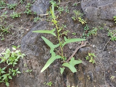 Rumex abyssinicus