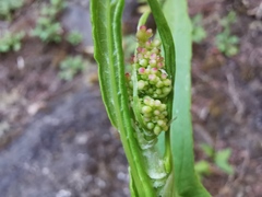 Rumex abyssinicus