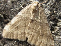 Operophtera relegata