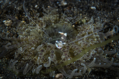 Ancylomenes magnificus