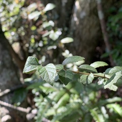 Viburnum parvifolium