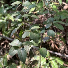 Viburnum parvifolium