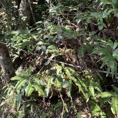 Viburnum parvifolium