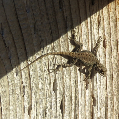 iNaturalist observation photo of Western Fence Lizard