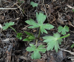 Ranunculus japonicus propinquus