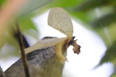 Dysithamnus mentalis