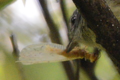 Dysithamnus mentalis