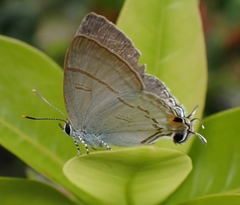 Hypolycaena erylus
