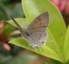 Hypolycaena erylus