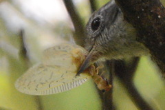 Dysithamnus mentalis