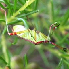 Pseudopantilius australis
