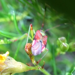 Pseudopantilius australis