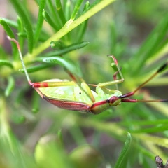 Pseudopantilius australis