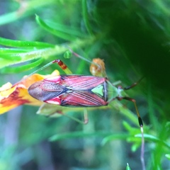 Pseudopantilius australis