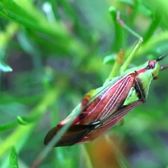 Pseudopantilius australis