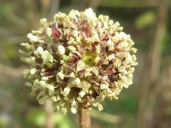 Eleutherococcus sessiliflorus