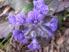 Ajuga decumbens