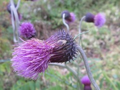 Cirsium pendulum