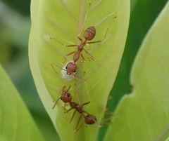 Oecophylla smaragdina