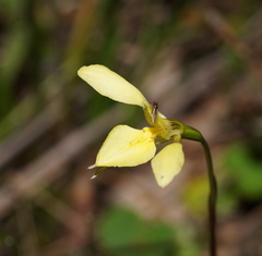 Diuris chryseopsis