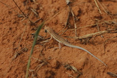 Acanthodactylus
