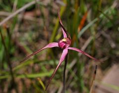 Caladenia versicolor
