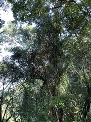 Freycinetia formosana