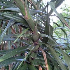 Freycinetia formosana