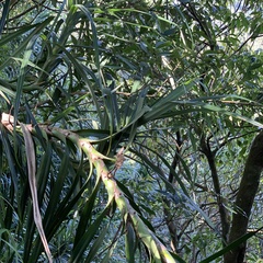 Freycinetia formosana