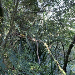 Freycinetia formosana