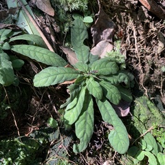 Staurogyne concinnula