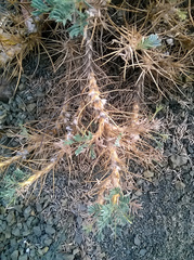 Astragalus arnacantha