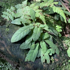 Staurogyne concinnula