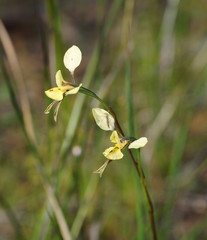 Diuris pardina × chryseopsis