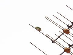 Psilopogon haemacephalus